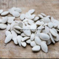 Snow White with White Skin Inshell Pumpkin Seeds